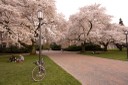 Trees blooming at University of Washington